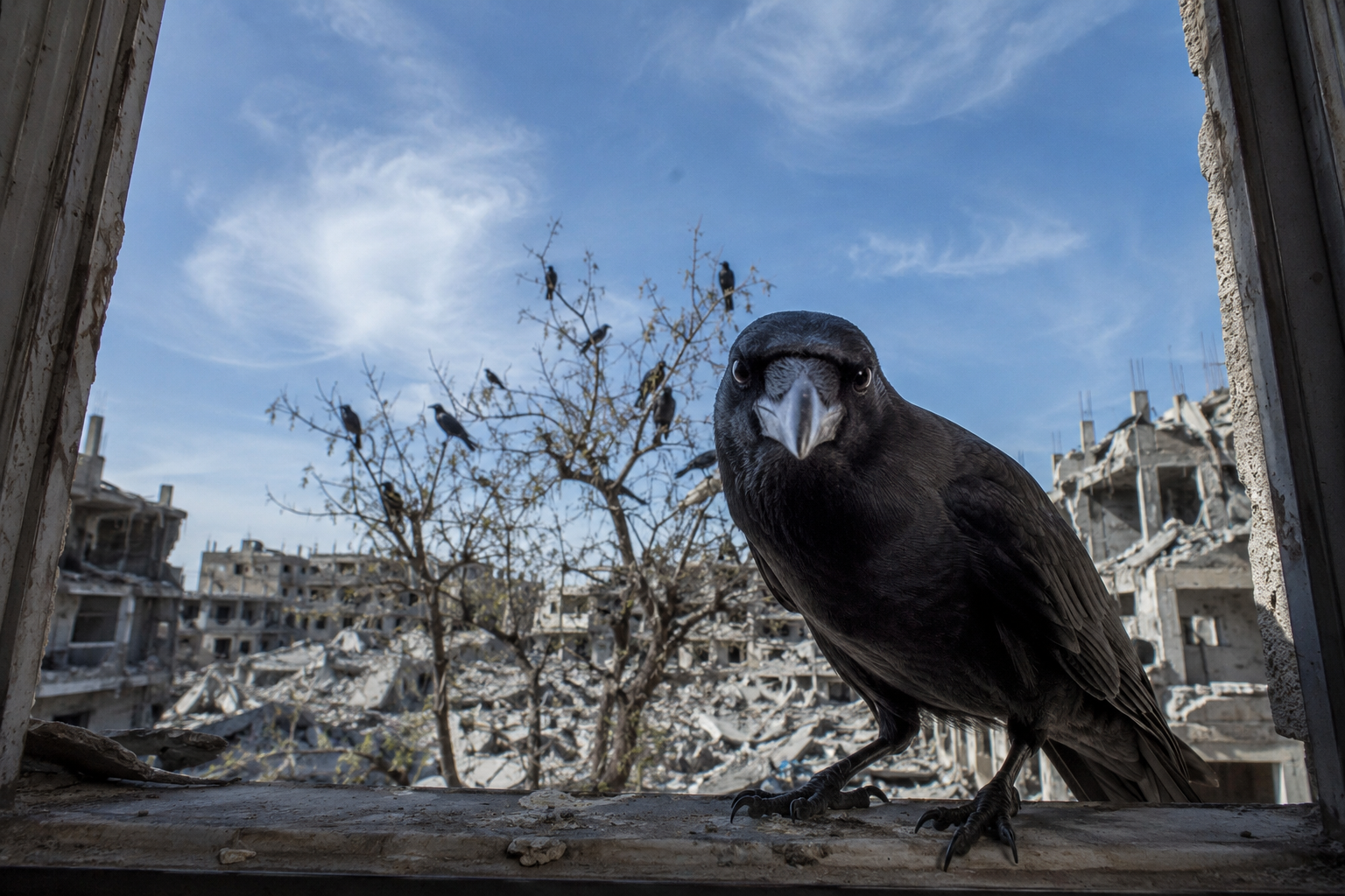 What Every Crow Knows