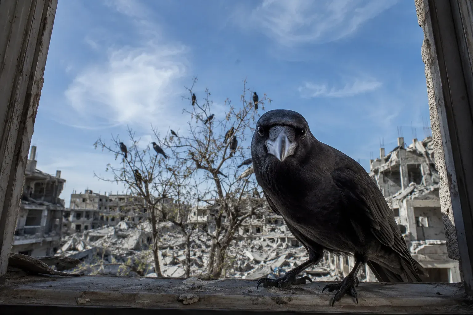 What Every Crow Knows